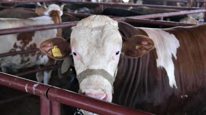 Kurbanlık alımlarında keneye dikkat