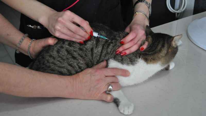 Evcil dostların kuduz aşısını ihmal etmeyin