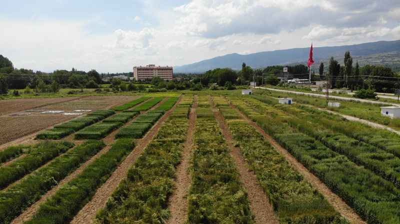 Tahıl ürünlerinde yüzde 20 verim artışı sağlayacak
