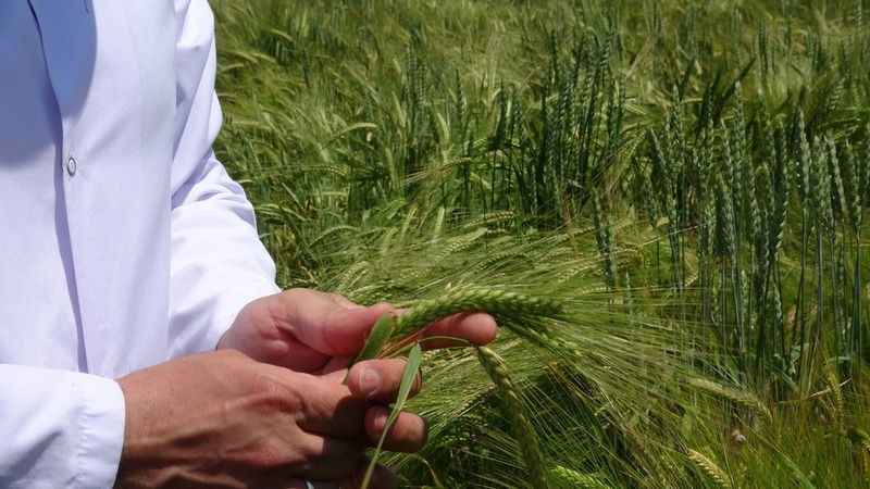 Tahıl ürünlerinde yüzde 20 verim artışı sağlayacak