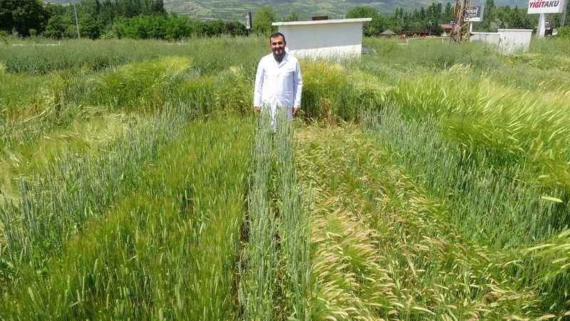 Tahıl ürünlerinde yüzde 20 verim artışı sağlayacak
