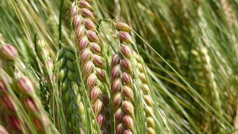 Tahıl ürünlerinde yüzde 20 verim artışı sağlayacak