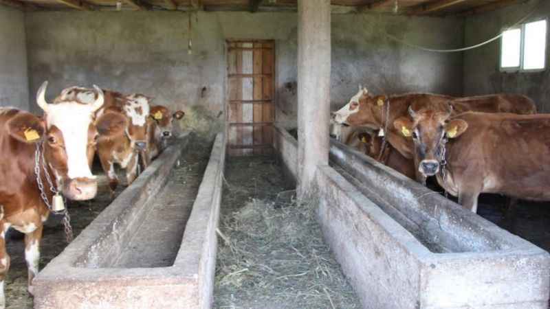 Trabzon'da 85 mahalleye şap karantinası