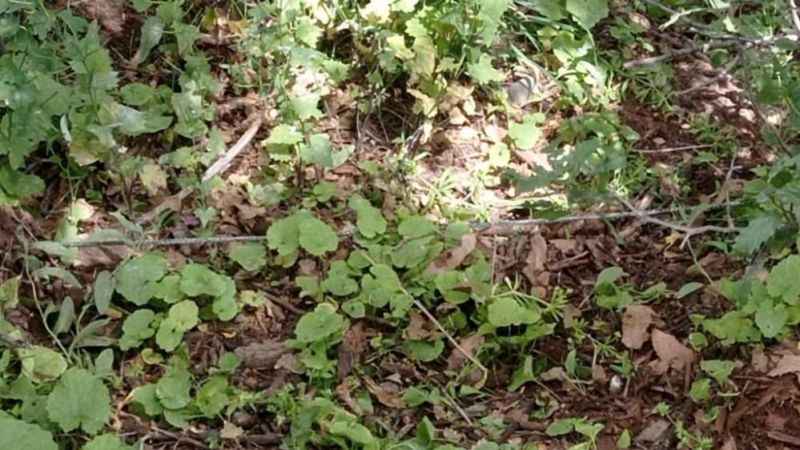 Bestler Dereler kırsalında EYP düzeneği ele geçirildi