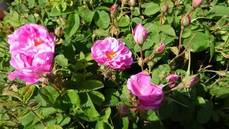 Isparta'da gül hasadı bu yıl 20 gün gecikti