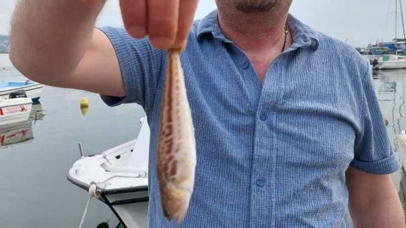 Zonguldaklı balıkçıların ağına zehirli trakonya takıldı