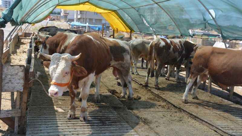 Kurbanlık seçerken bunlara dikkat edin