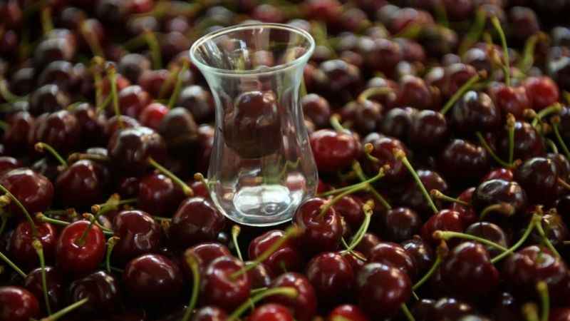 Çay bardağına sığmayan Lapseki kirazının hasadına başlandı