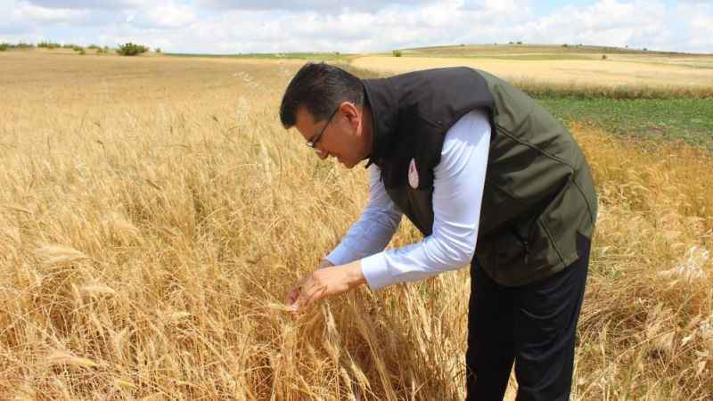 Trakya’da ekili alanlarda rekoltenin geçen seneye göre artması bekleniyor