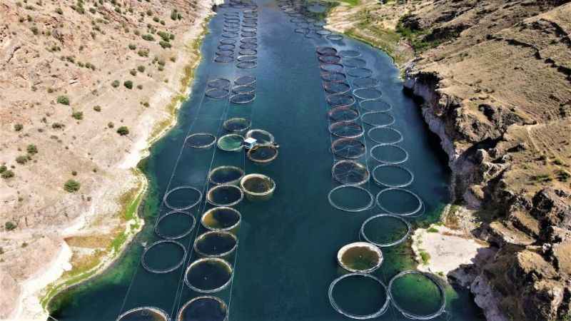 Elazığ'dan dünyaya Türk somonu