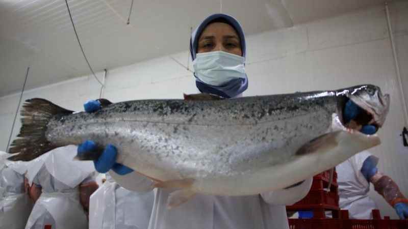 Elazığ'dan dünyaya Türk somonu