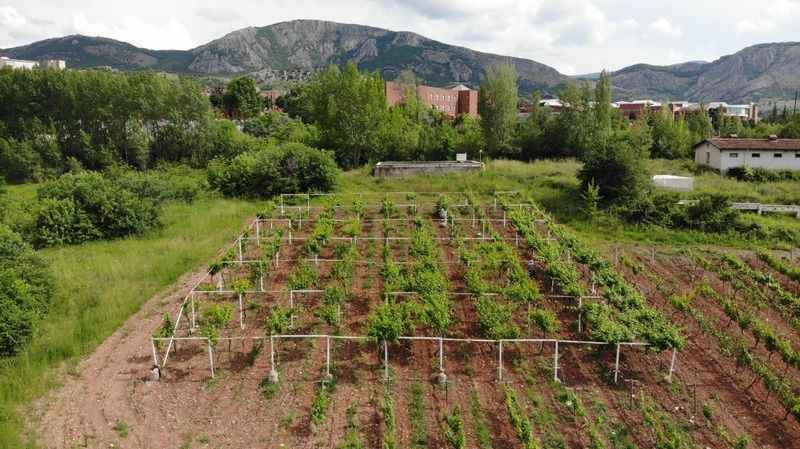 Bu seradaki fidanlar dünyada tek!