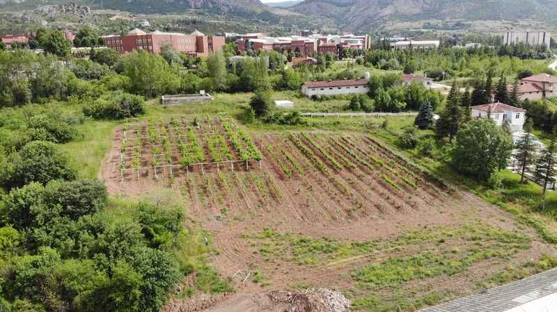 Bu seradaki fidanlar dünyada tek!