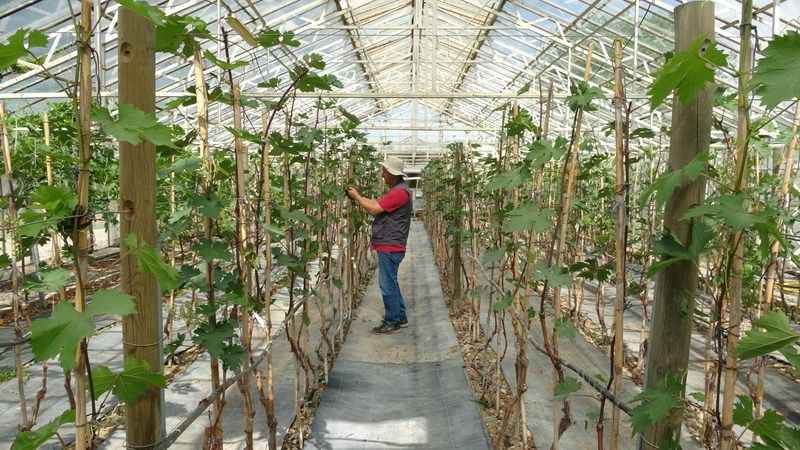 Bu seradaki fidanlar dünyada tek!