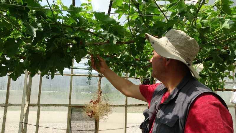 Bu seradaki fidanlar dünyada tek!