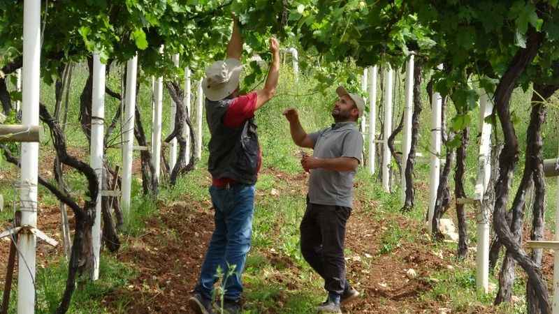 Bu seradaki fidanlar dünyada tek!