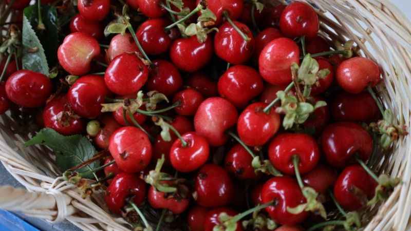 Muğla'da Kiraz Festivali heyecanı