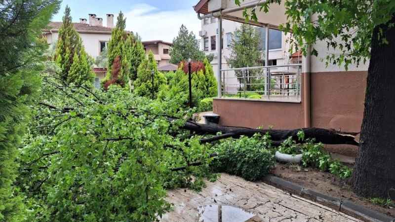 Muğla'da yağışla birlikte etkili olan rüzgar ağaçları devirdi