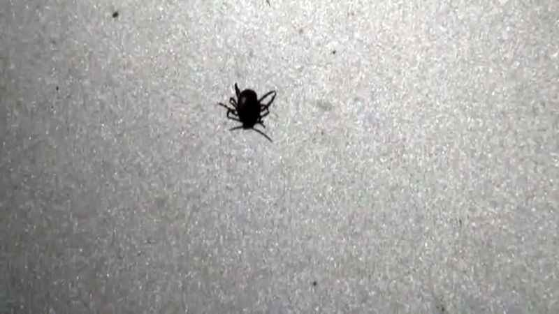 Yozgat’ta son 2 ayda 853 kişiyi kene ısırdı