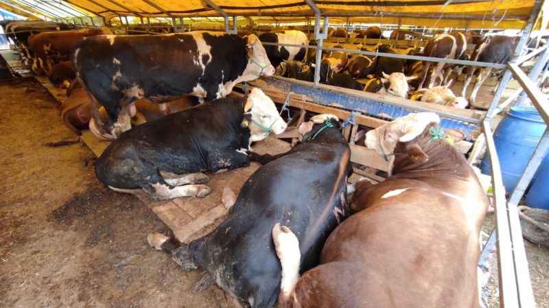 Kurban pazarlarındaki büyükbaşların yüzde 80'i satıldı