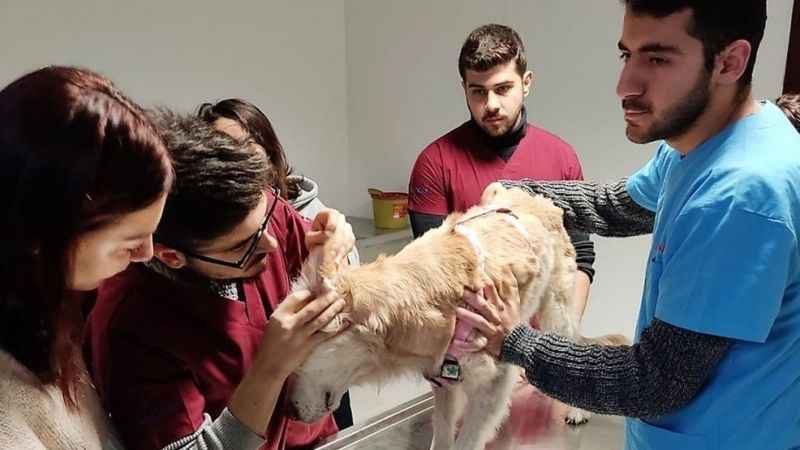 Kastamonu hayvan hastanesine kavuştu