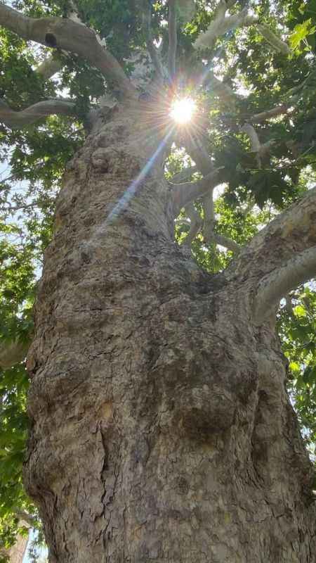 Evliya Çelebi gölgesinde soluklanmıştı