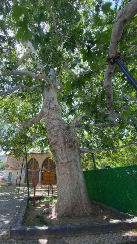 Evliya Çelebi gölgesinde soluklanmıştı