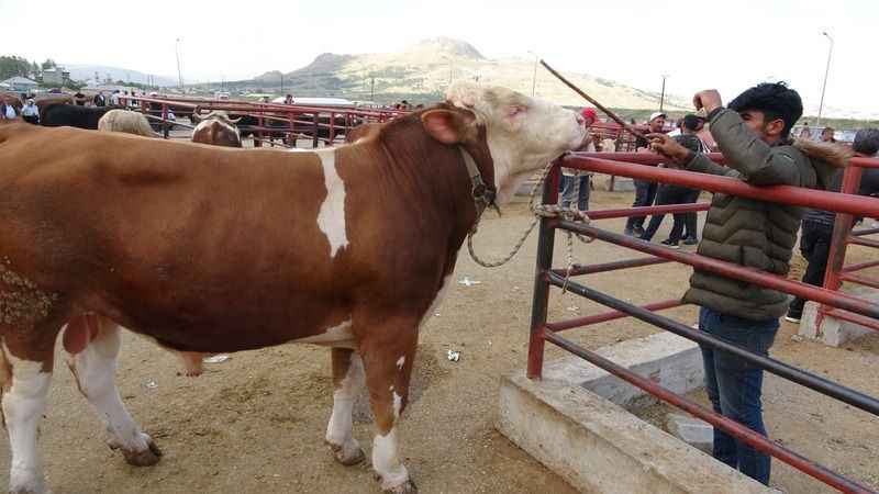 Veterinerden 'kurbanlık' önerileri