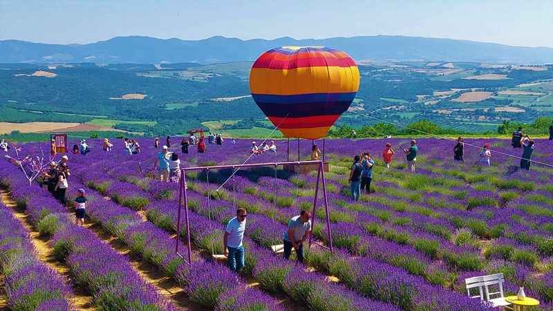 Tekirdağ’da lavanta şenliği