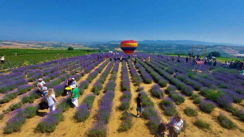 Tekirdağ’da lavanta şenliği