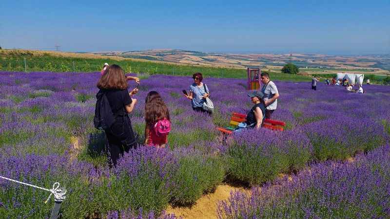 Tekirdağ’da lavanta şenliği