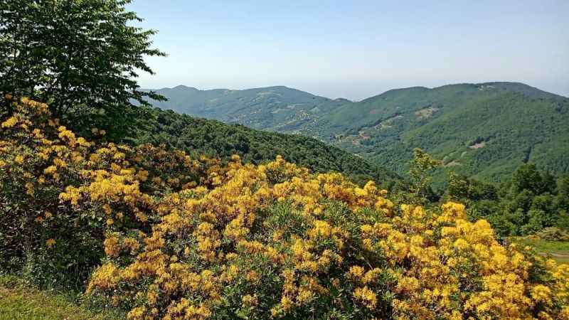 Samsun'da 4 ay ormanlık alanlara girişler yasaklandı