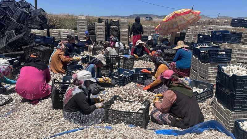 Sarımsak tarlada 15, markette 40 lira