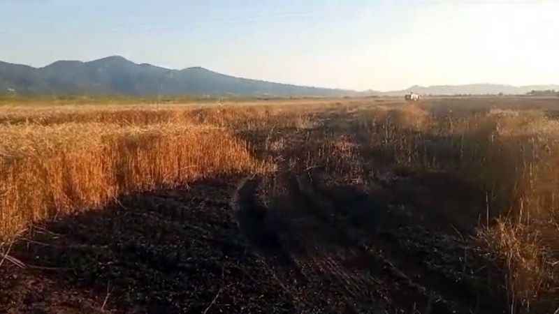 Buğday tarlasında yangın: 15 dönüm küle döndü