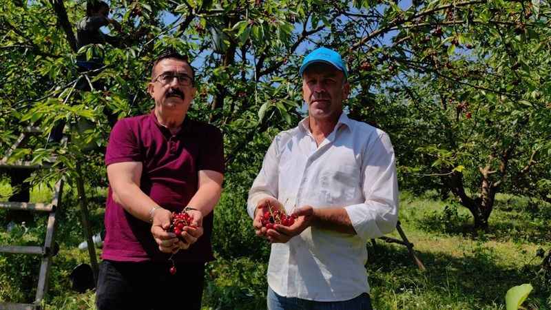 Bursa'dan Avrupa'ya kiraz ihracatı