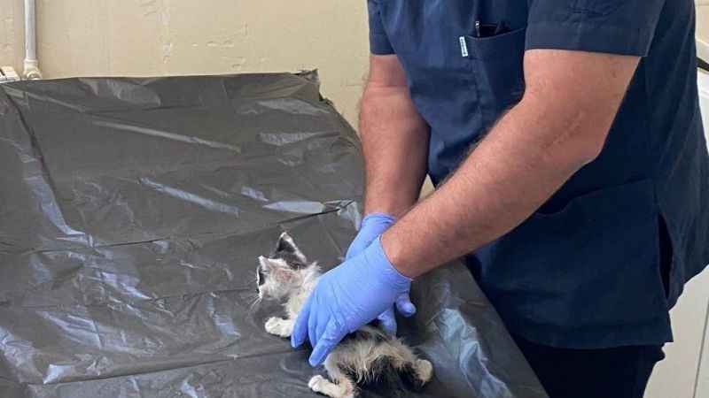 Boğazına kemik takılan kedi kurtarıldı