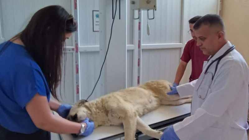 Boğazına kemik takılan kedi kurtarıldı