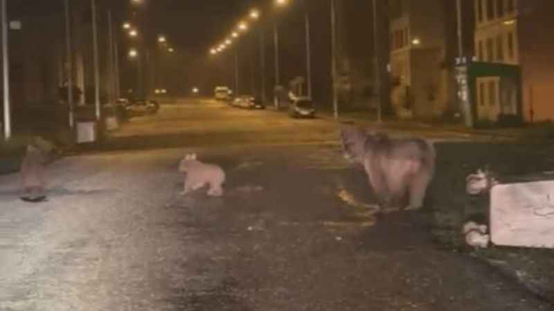 İlçe merkezine inen anne ayı ile 2 yavrusu kamerayla yakalandı