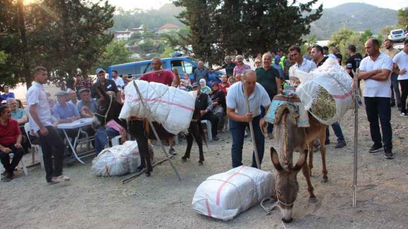 Eşeğe saman balyası yükleme yarışması