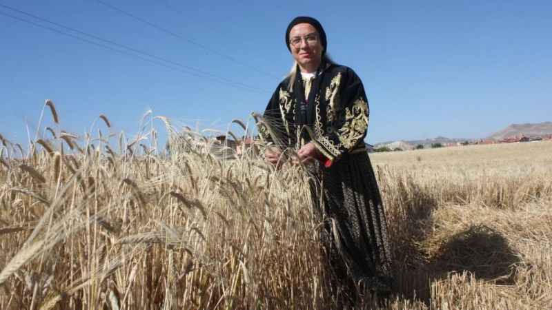 Milletvekili şalvar giydi, biçerdöver ile ekin biçti