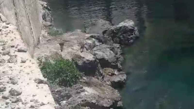 Karakaya Barajı kıyısında mahsur kalan dağ keçileri kurtarıldı