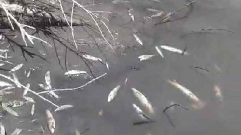 Hurman Çayı'nda toplu balık ölümleri vatandaşları endişelendirdi