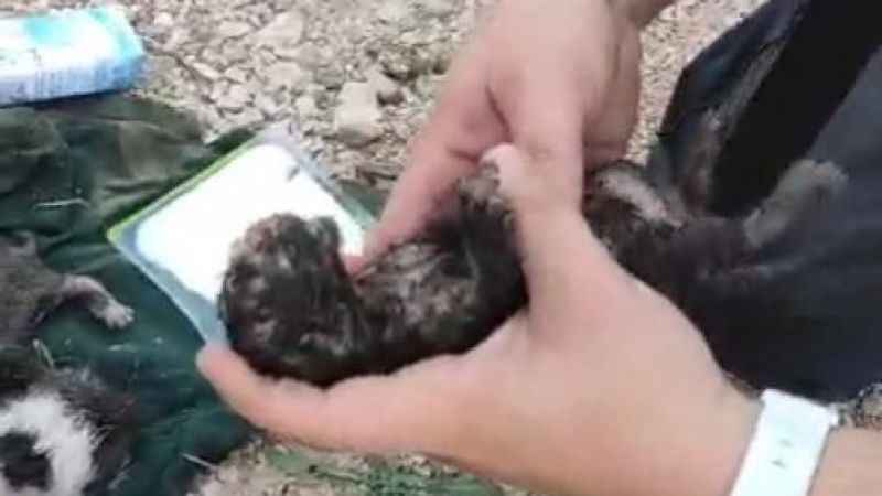 Dumandan etkilenen yavru kediyi kalp masajı ve suni teneffüsle hayata döndürdü