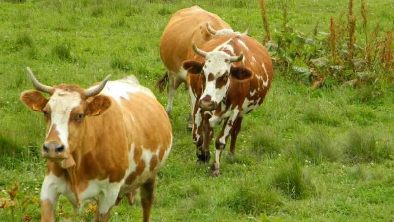 Posof’a hayvan girişleri yasak