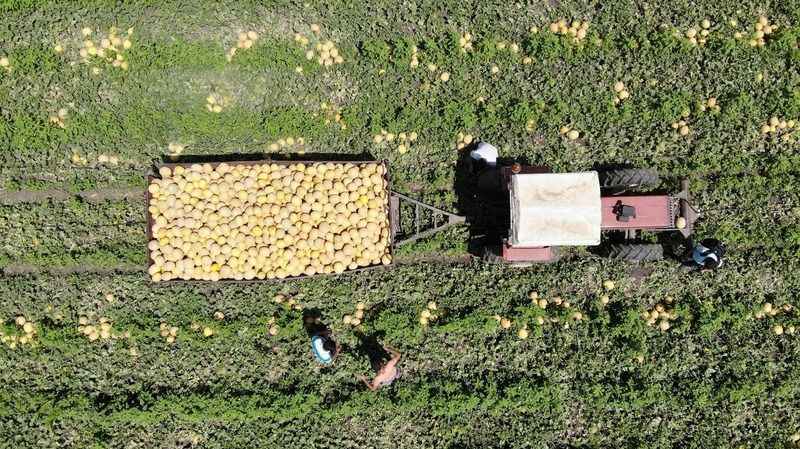 Kavun tarlada 11 TL’den alıcı buluyor