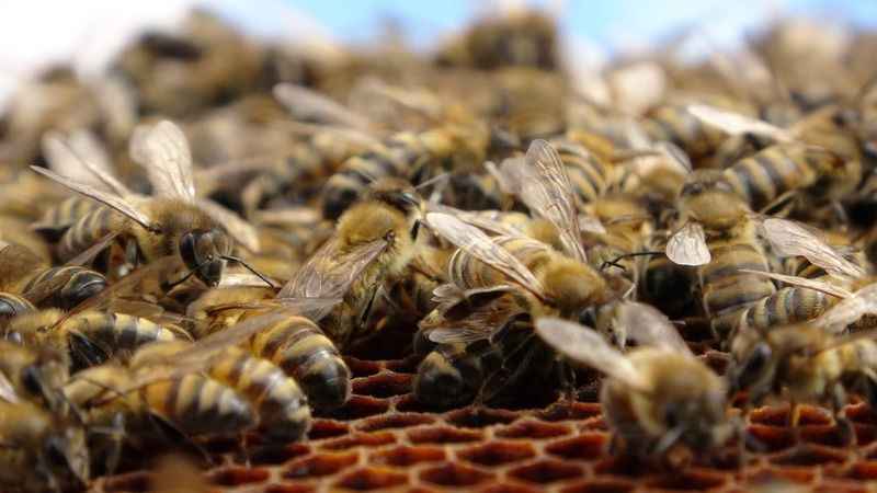 Arıcılar tedirgin: Sağanak yağışlar bal verimini olumsuz etkiliyor