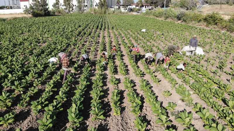Enkaz kentte tütündeki verimlilik çiftçiyi mutlu etti