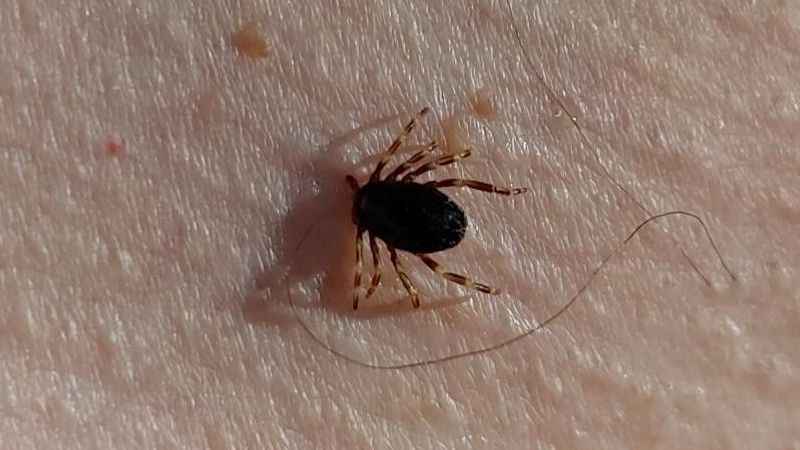 Uzmanlardan uyarı: Kene vakaları artışa geçti