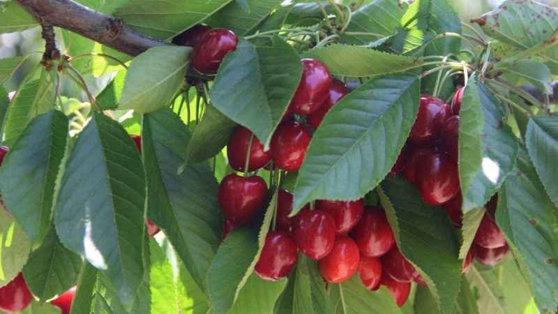 Afyonkarahisar’da kiraz hasadı tekrar başladı