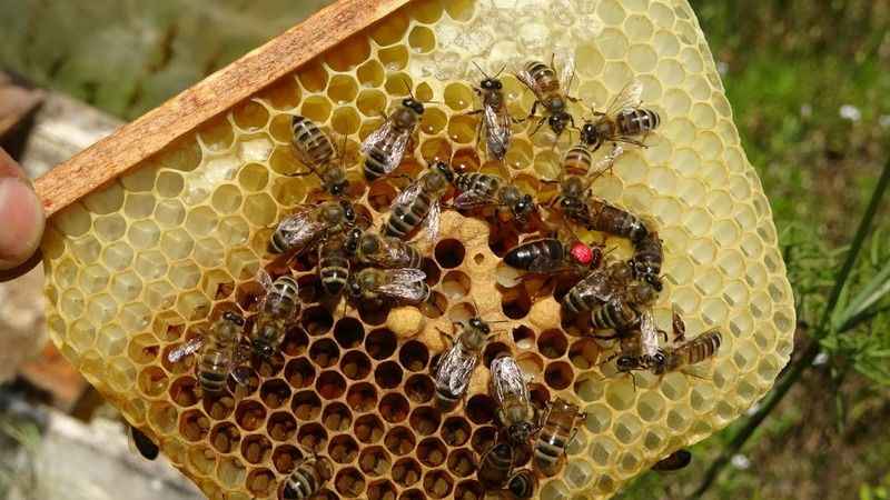 Arıların kraliçesi 200 TL’den satılıyor